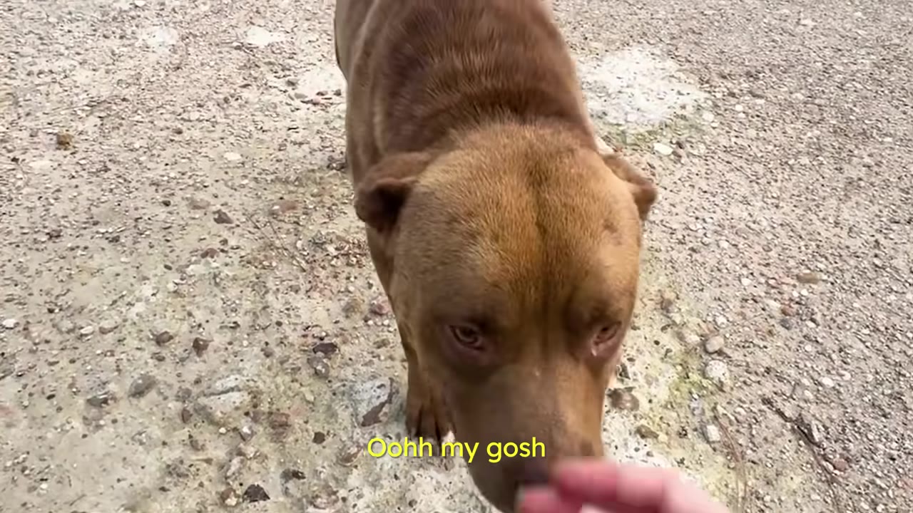 A brown pit bull mix dog walking close to a person's outstretched hand on a dirt path.