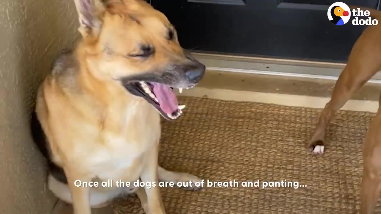 A German Shepherd dog sitting on a brown mat near a doorway, panting with its mouth wide open.