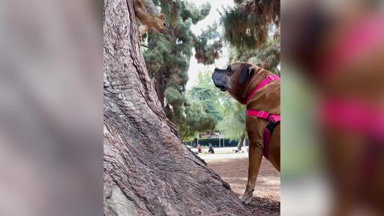 A brown dog wearing a pink harness stands at the base of a tree, looking up closely at a squirrel clinging to the trunk.