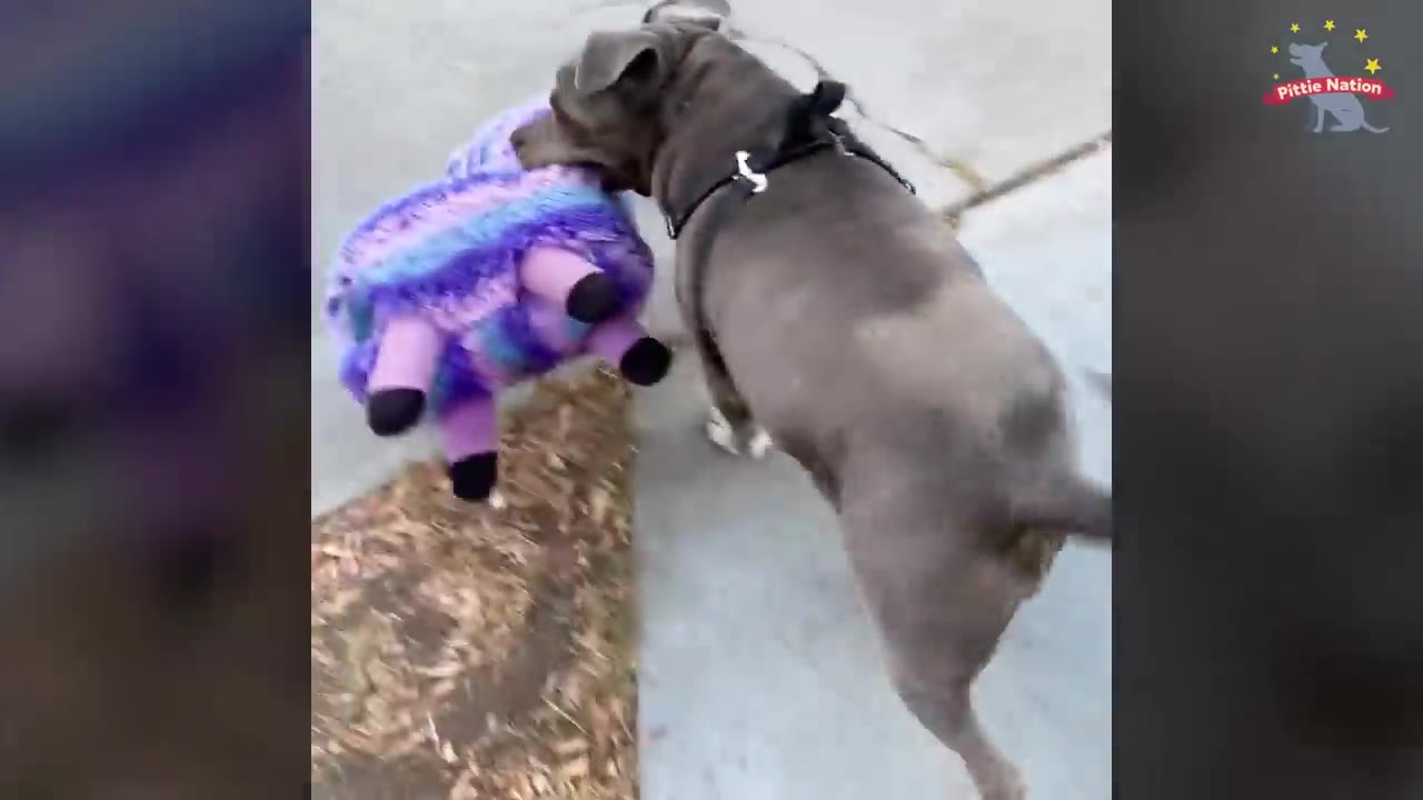 A grey dog wearing a harness walks down a sidewalk while carrying a large, colorful purple and blue stuffed llama toy in its mouth.