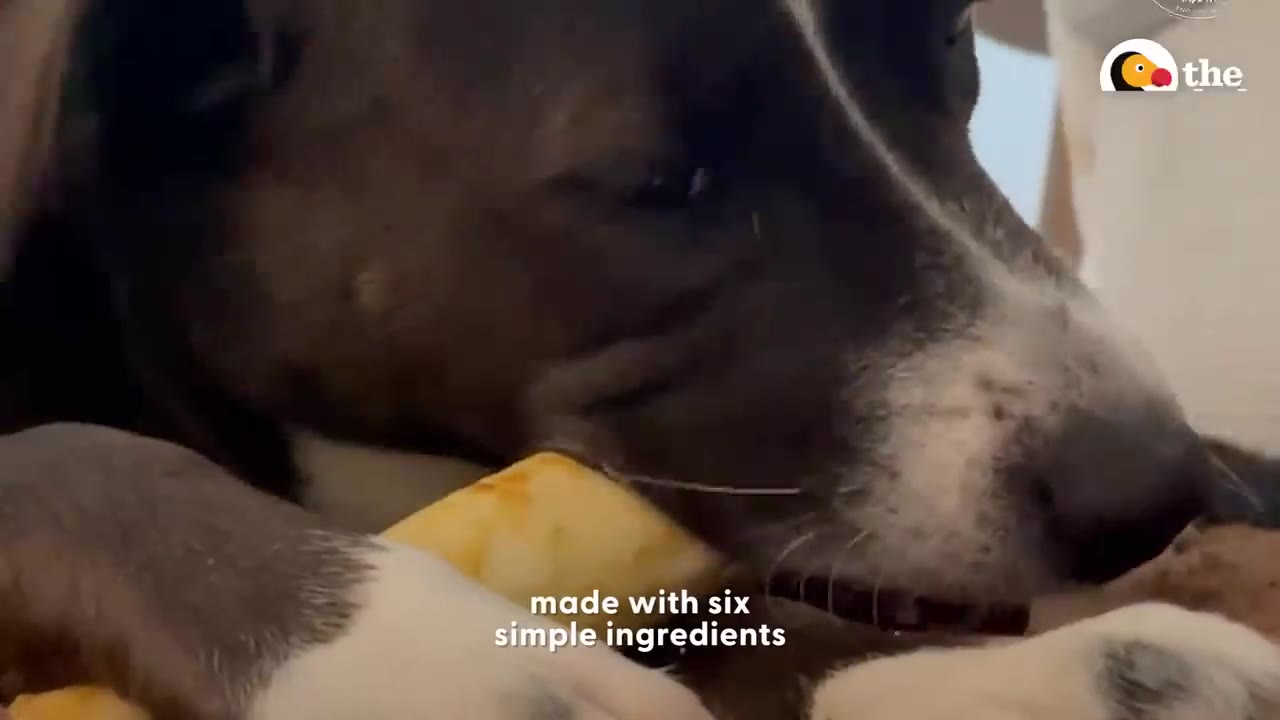 A close-up of a dark brown and white dog lying down and chewing on a yellow dog treat.