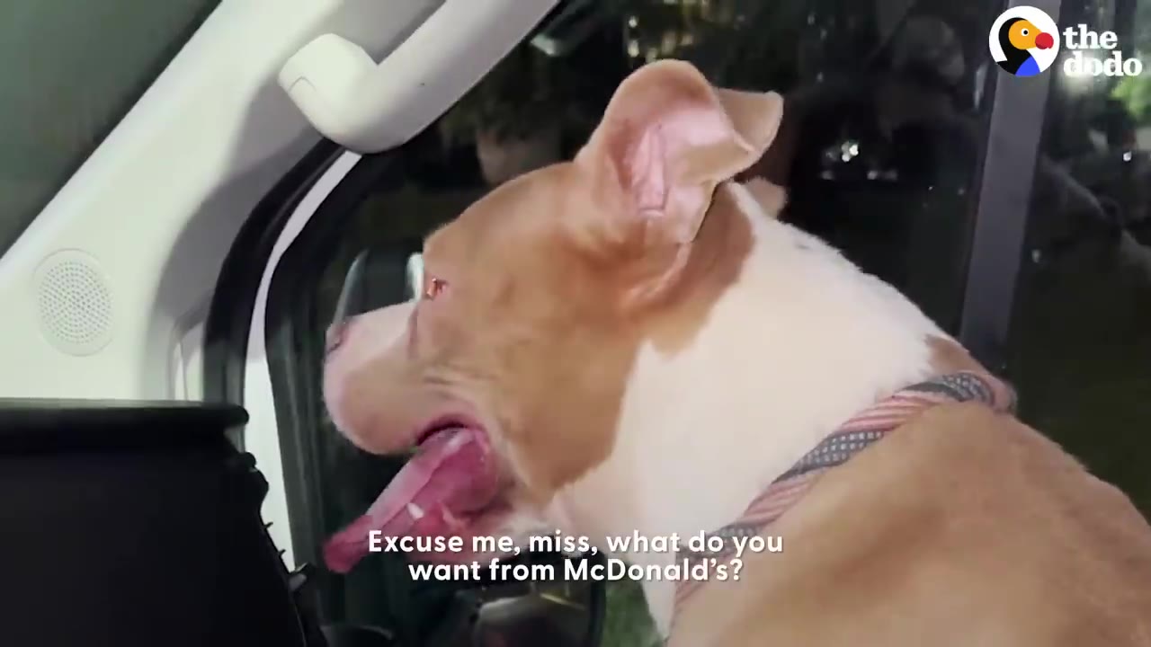 A tan and white pit bull panting while sitting in the front seat of a car looking out the window.