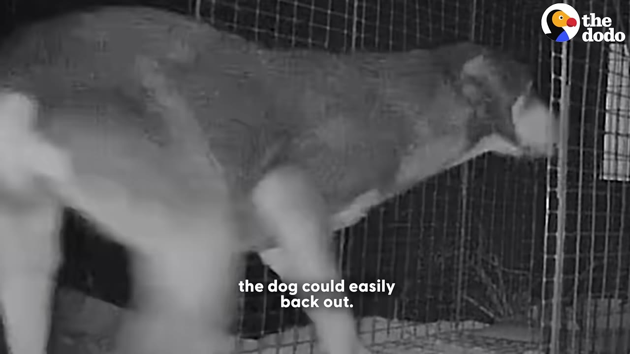 A black-and-white night vision camera capture of a dog inside a wire cage trap, with its hindquarters near the open entrance.