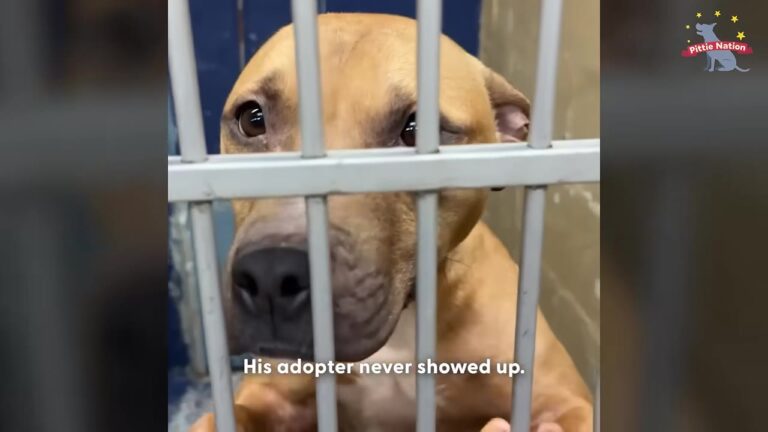 New York Dog Once Used As Bait Waited Behind Kennel Bars After His Adopter Never Showed Up