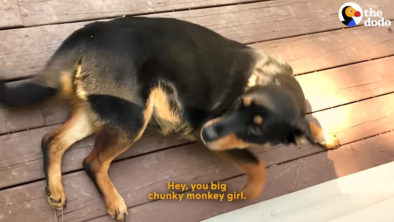 A pregnant black and tan dog lies on a wooden deck, showing her large, round belly.