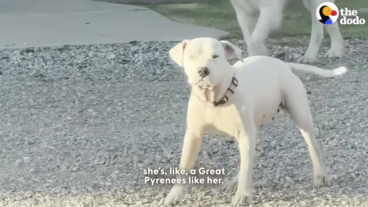 A white short-haired dog stands alertly on a gravel path outdoors, with a larger fluffy white dog partially visible behind her.