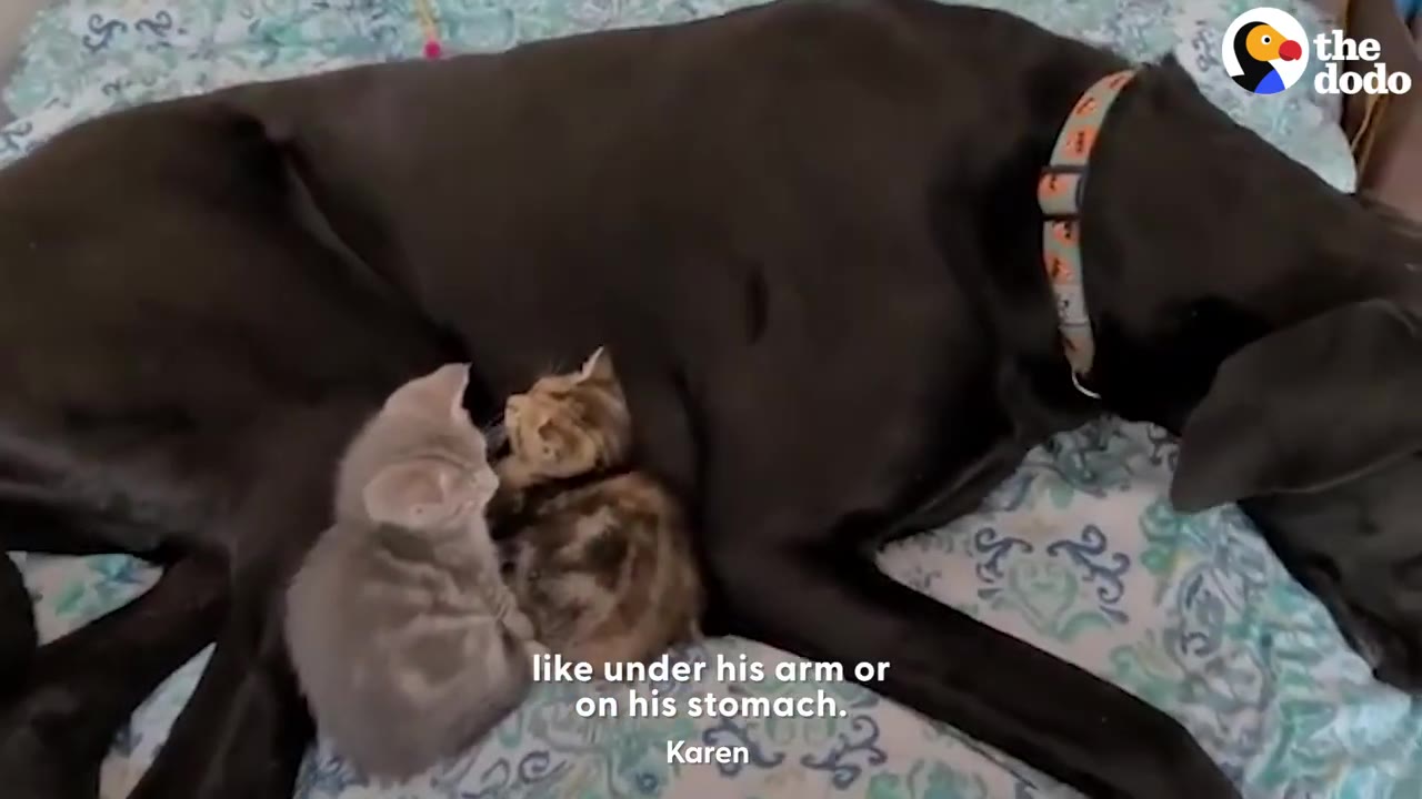 A large black dog lying on a patterned bed with tiny kittens snuggled close against its body.