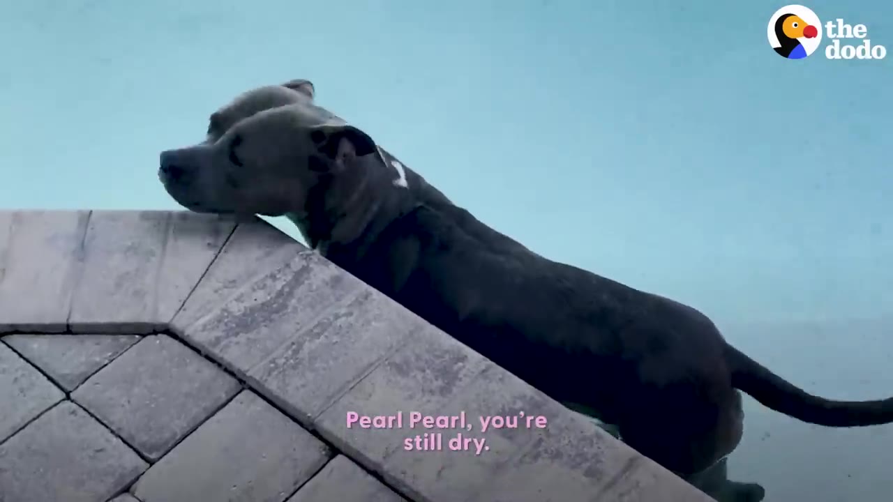 A gray dog resting her chin on the stone edge of a swimming pool while standing in the water.
