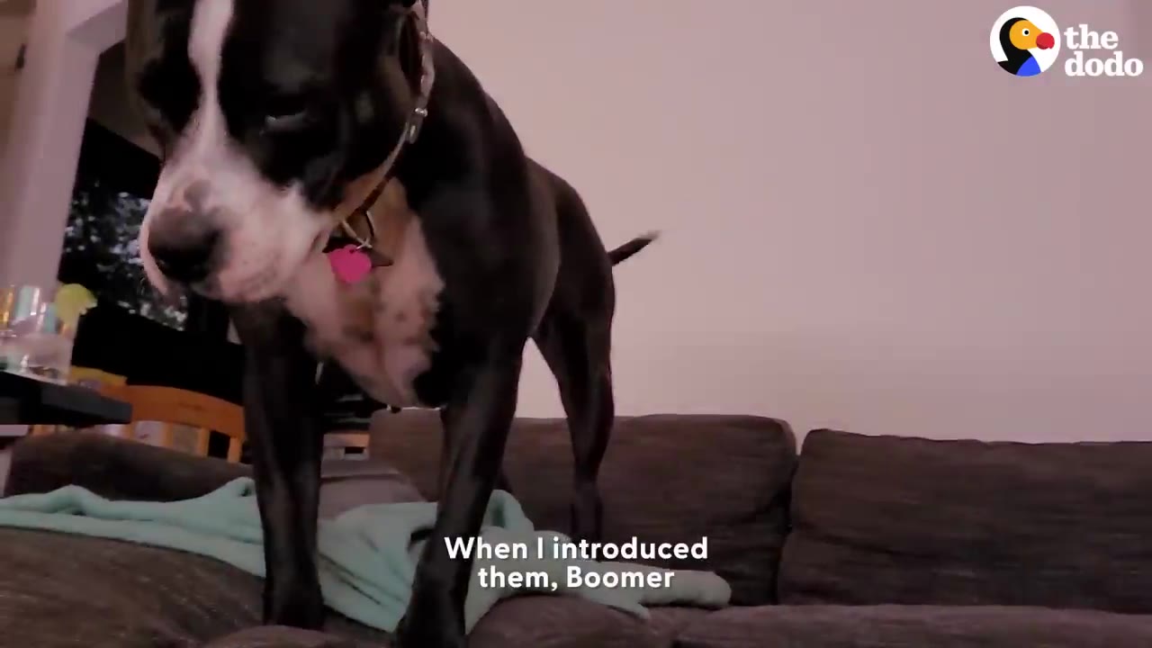 A black and white dog standing on a couch indoors.