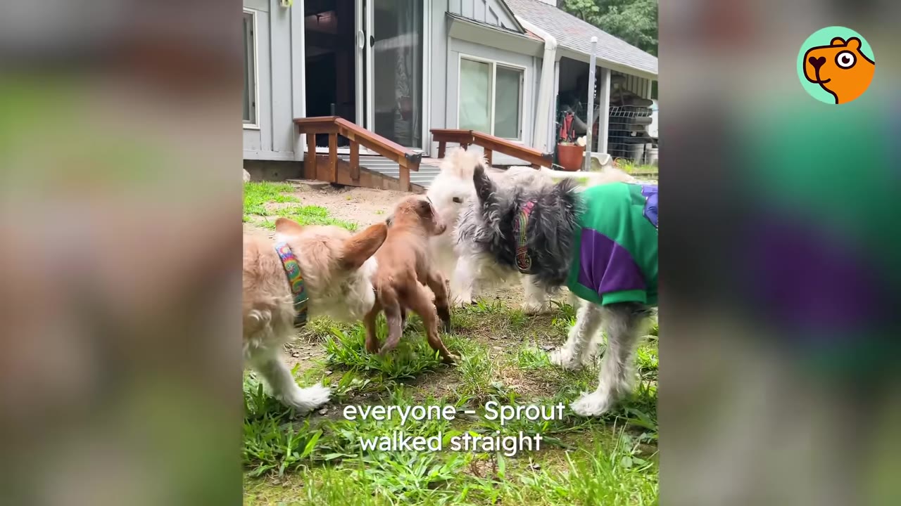A small brown dog stands confidently in a grassy yard surrounded by four curious dogs.