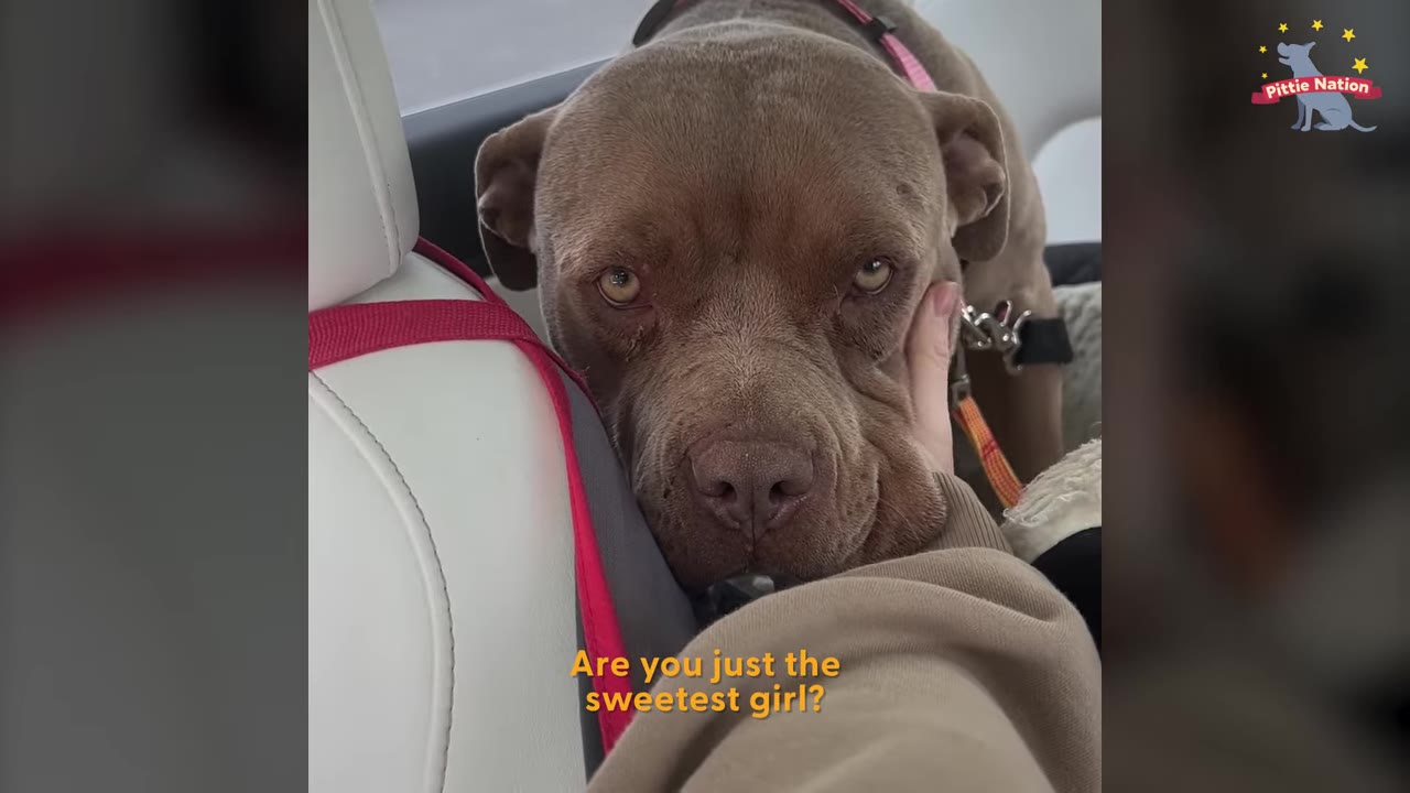 A gentle brown dog resting its face against a seat while being gently petted on the cheek inside a car.