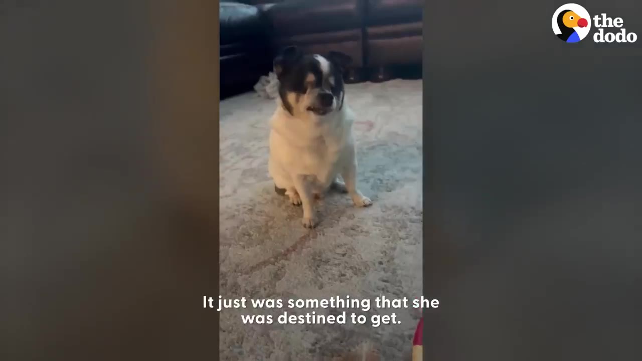 A small black and white dog sitting on a patterned rug indoors.