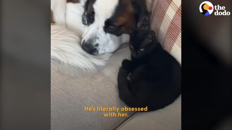 Tennessee Saint Bernard Gets So Attached To A Foster Cat That Her Family Starts Rethinking Everything