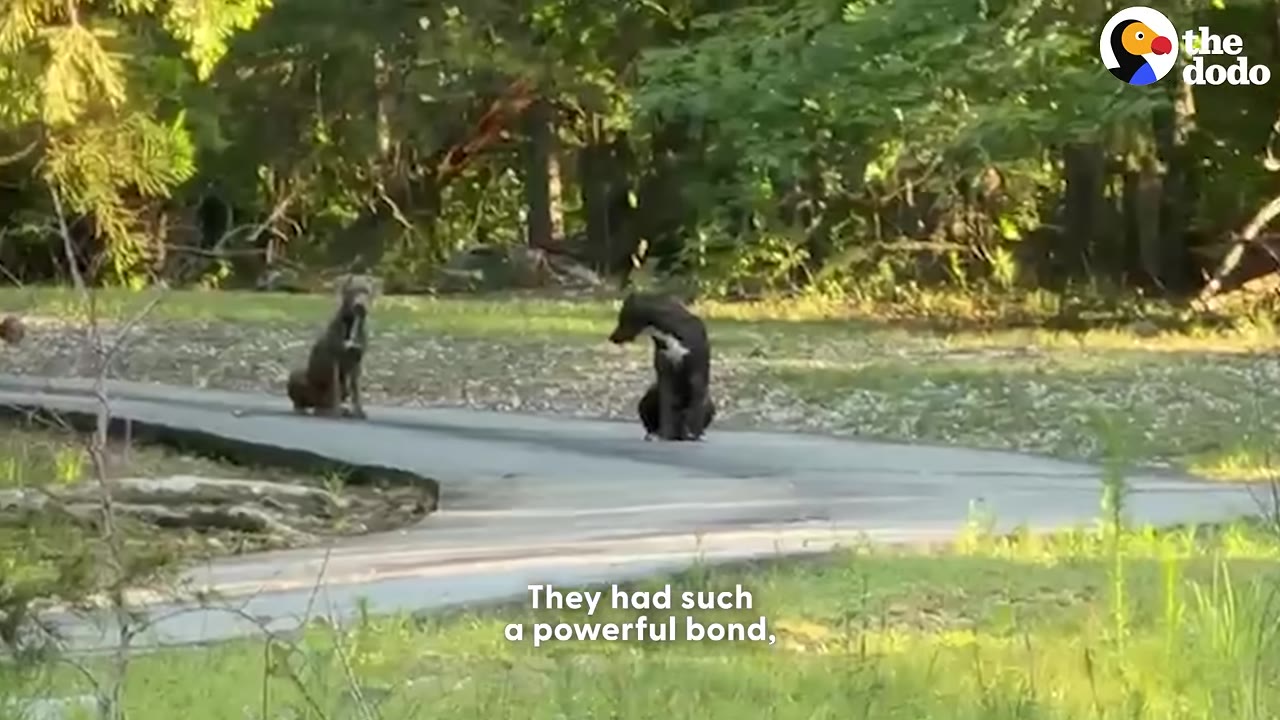 Two dogs, one grey and one black with a white chest, sit on a paved path in a wooded area.