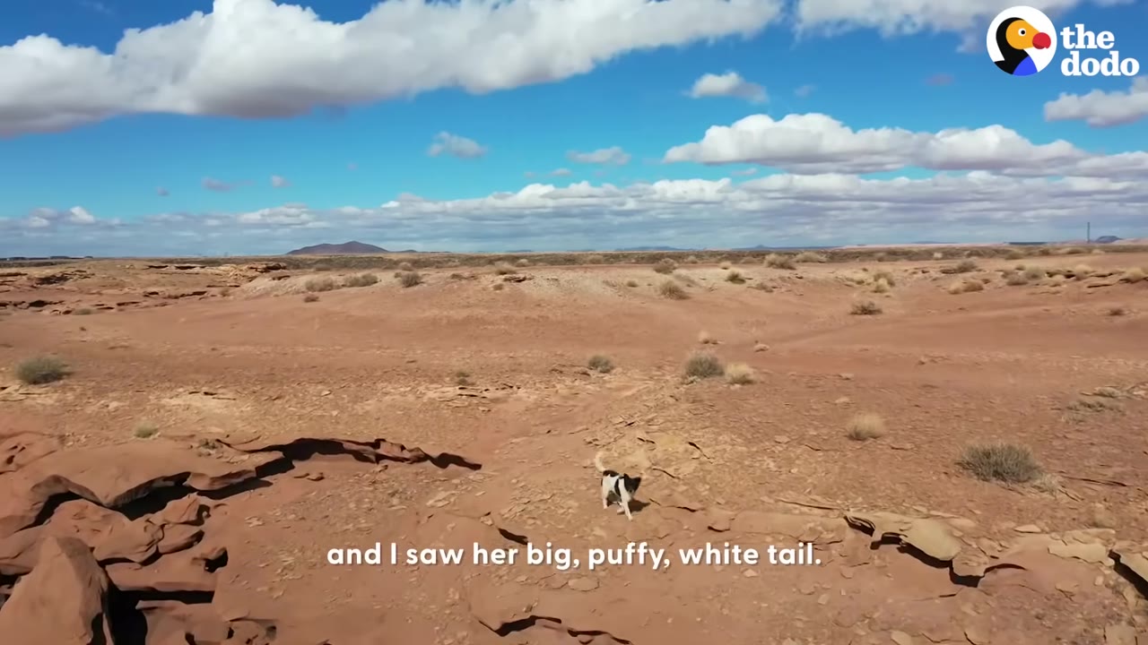 An aerial drone view showing a small black-and-white dog standing alone in a vast, desert canyon landscape under a partly cloudy blue sky.