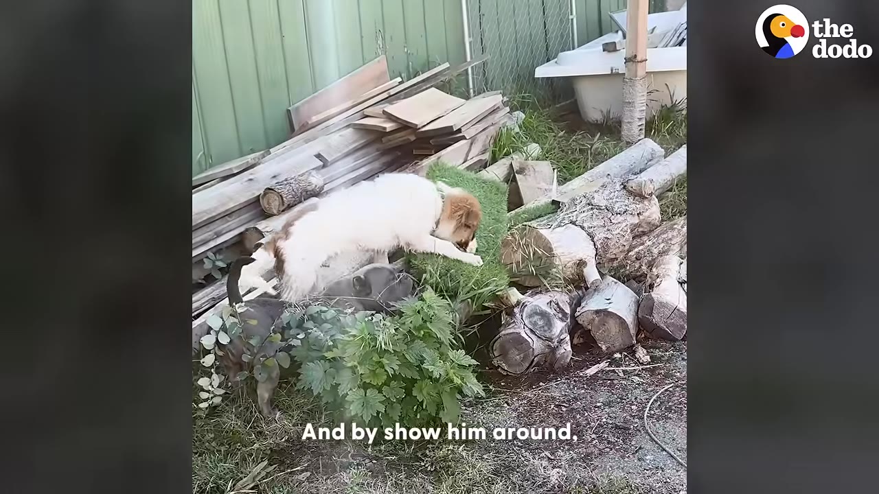 A fluffy white and brown puppy climbs on a patch of artificial turf next to a pile of logs, while a dark grey dog stands nearby.