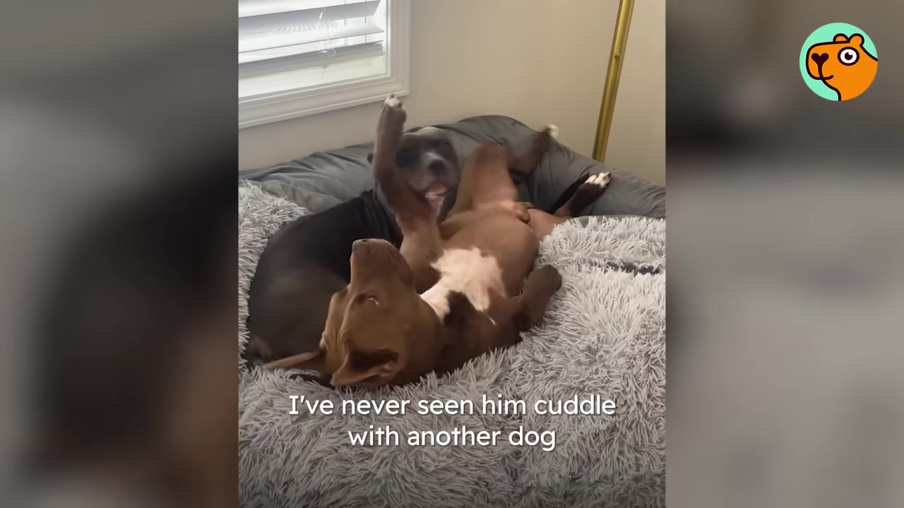Two pit bull dogs lying together on a fluffy grey pet bed indoors.