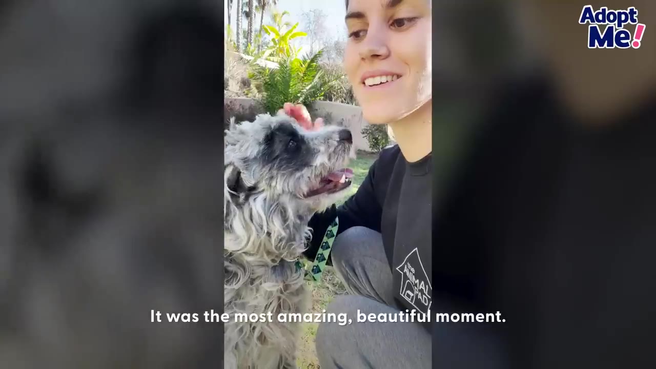 A smiling woman gently pets a scruffy grey and white dog outdoors in a grassy yard.