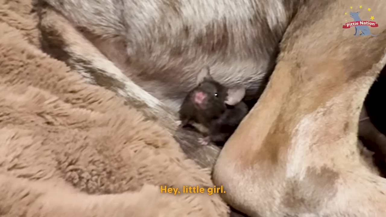 A tiny dark mouse sits nestled close to the large, fur-covered leg of a dog.