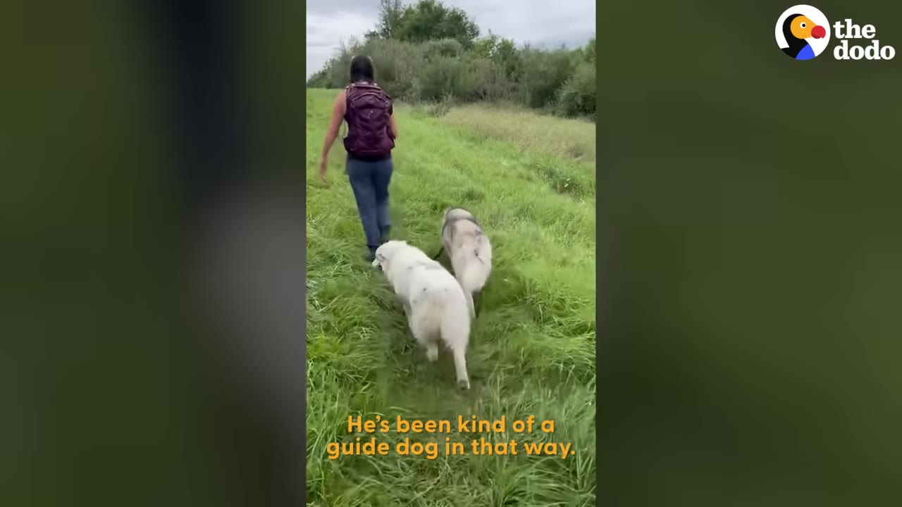 A person with a purple backpack walks two dogs, one white and one grey, along a grassy path.
