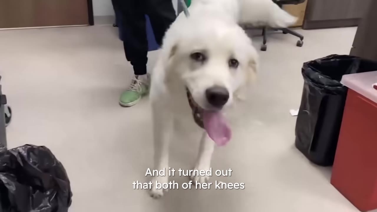 A fluffy white dog panting while standing on a leash inside a clinical veterinary office.