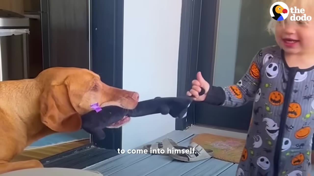 A reddish-brown dog plays tug-of-war with a plush toy held by a child wearing patterned pajamas.