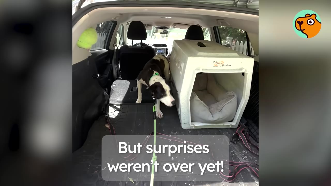 A black and white dog wearing a leash stands in the open trunk of a vehicle next to a plastic dog crate.