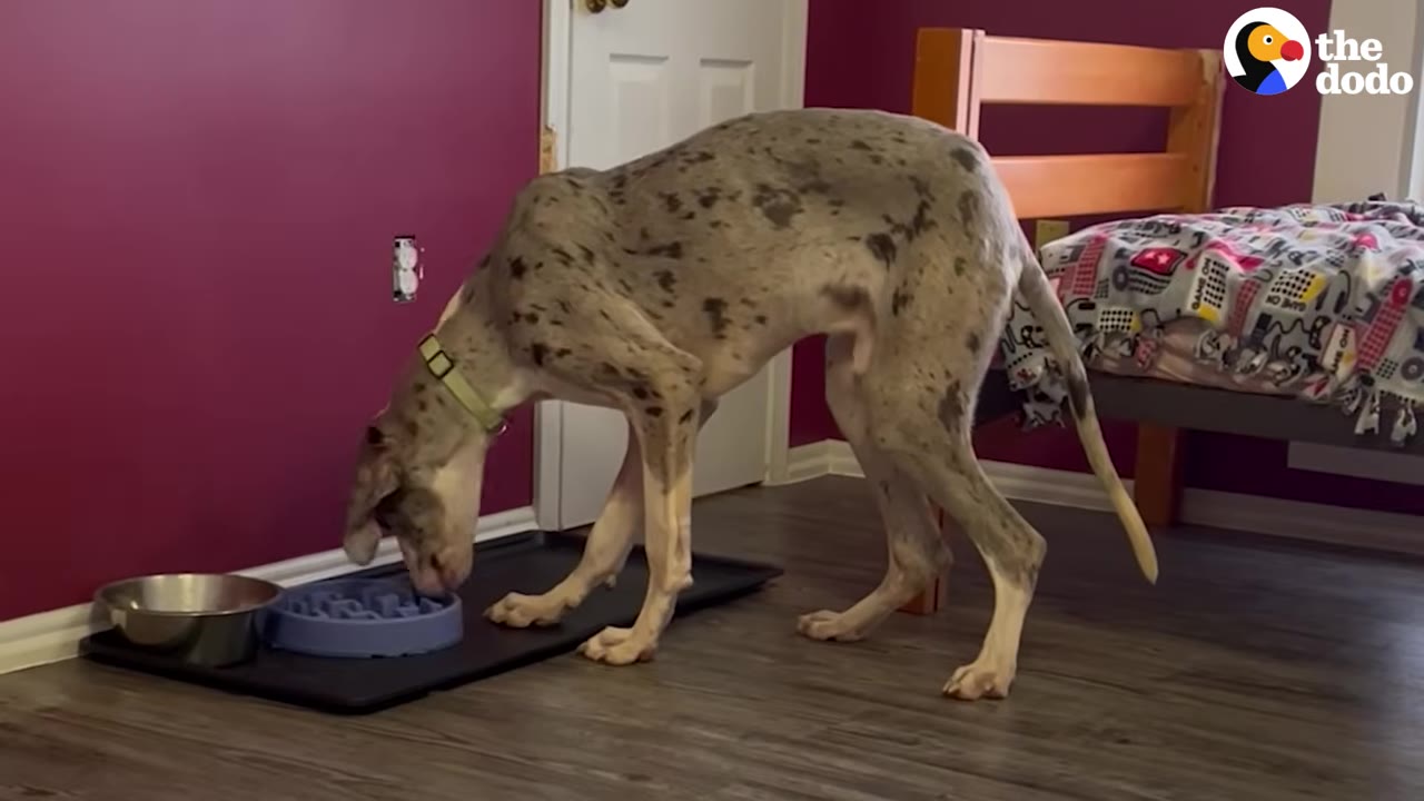A thin, spotted Great Dane standing on wood flooring inside a bedroom while eating out of a blue slow-feeder dog bowl.
