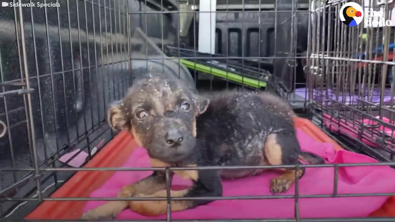 A small, black and tan puppy with dirty fur sits inside a wire crate on a pink blanket, looking directly at the camera with wide eyes.