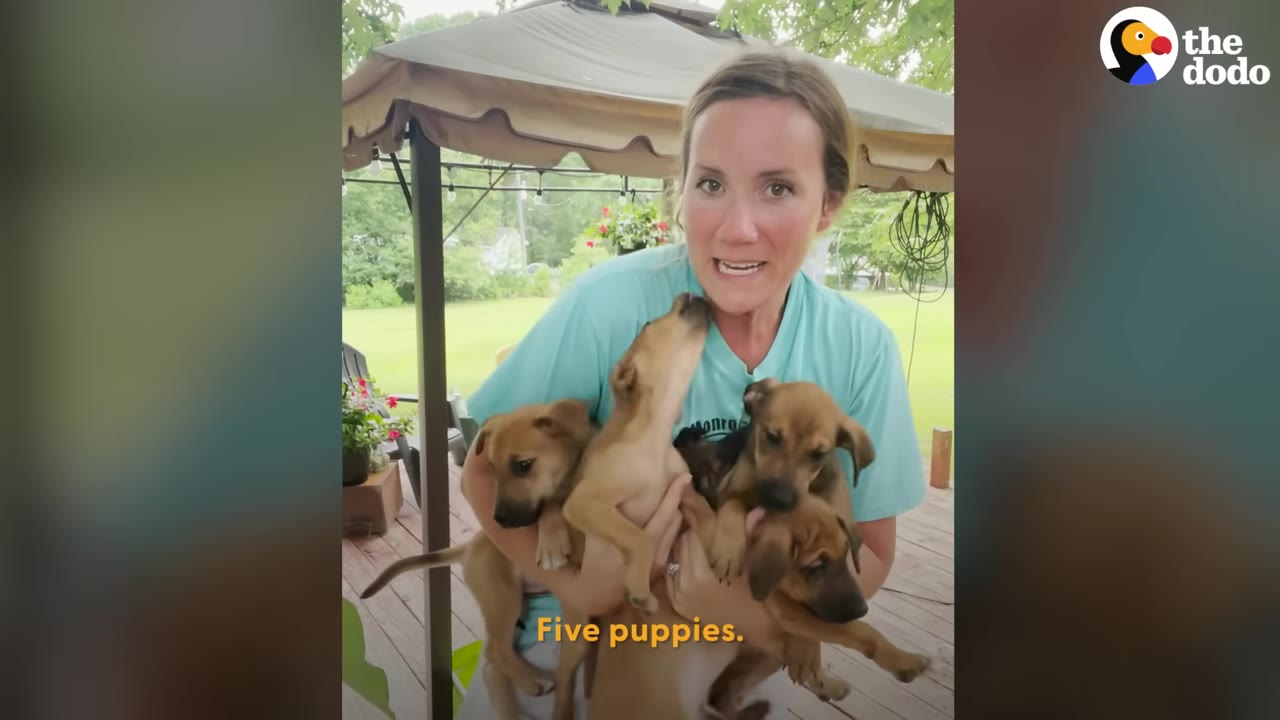 A woman holding five brown puppies in her arms outside under a canopy.