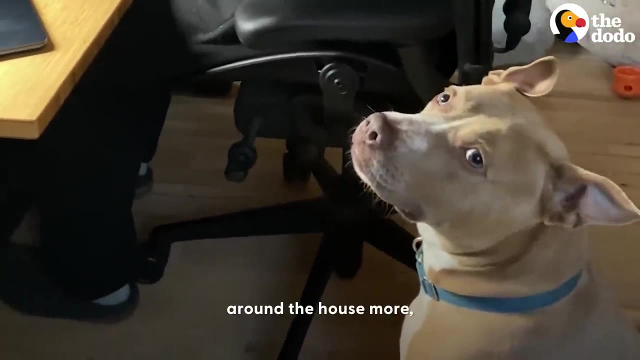 A light brown pit bull wearing a blue collar looks up attentively while standing next to an office chair.