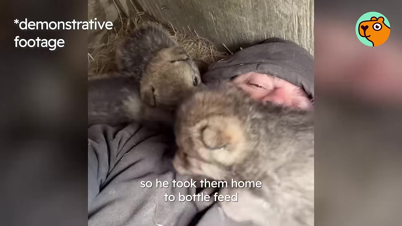 A man lying down next to two small wolf pups cuddled close to his face on straw.
