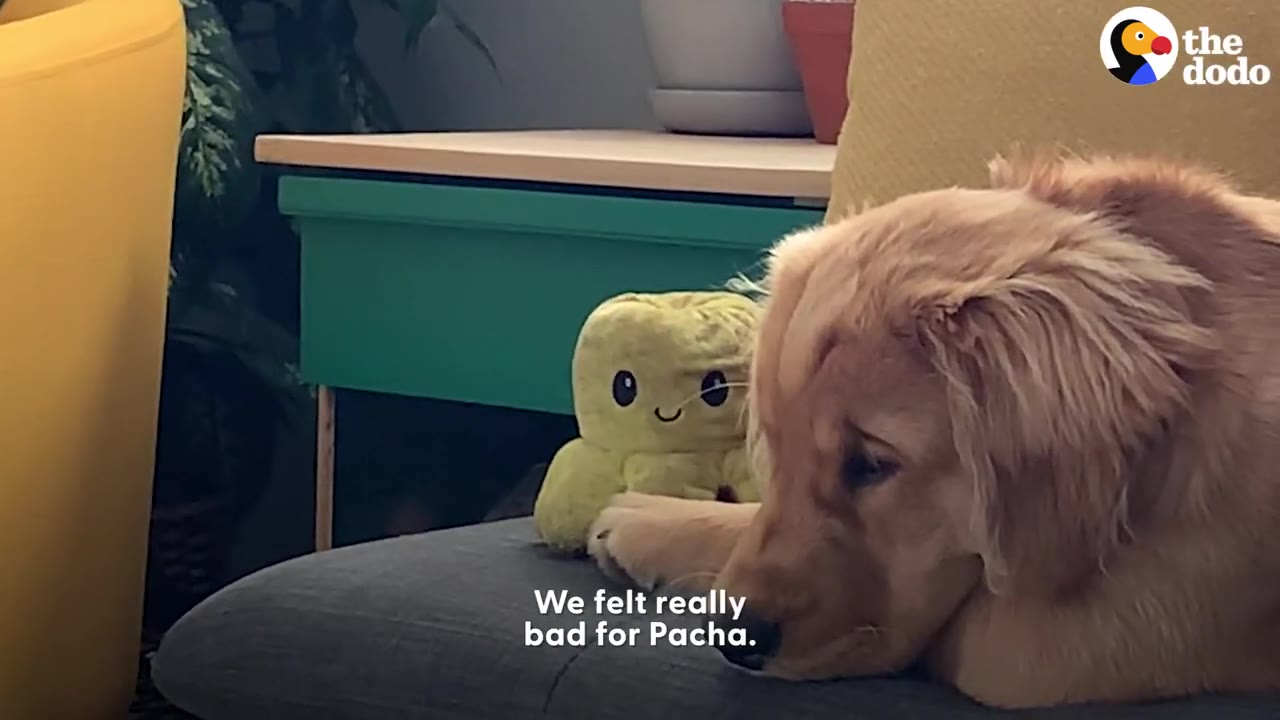 A golden retriever puppy resting its head down next to a small plush toy.