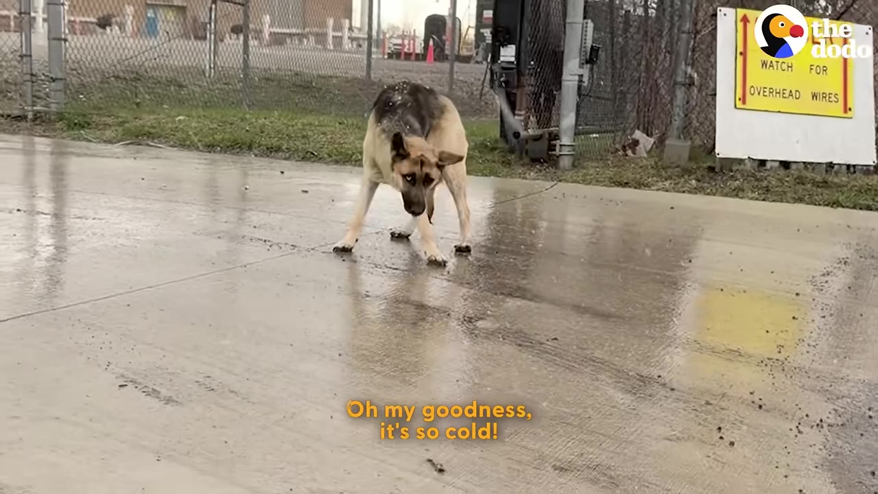 A German Shepherd dog stands on a wet, reflective concrete ground in cold weather, looking down with a hunched posture.