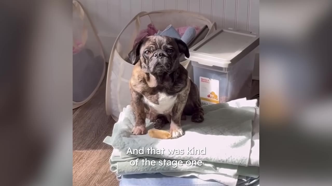 A small brindle dog sitting timidly on a stack of folded blankets indoors.