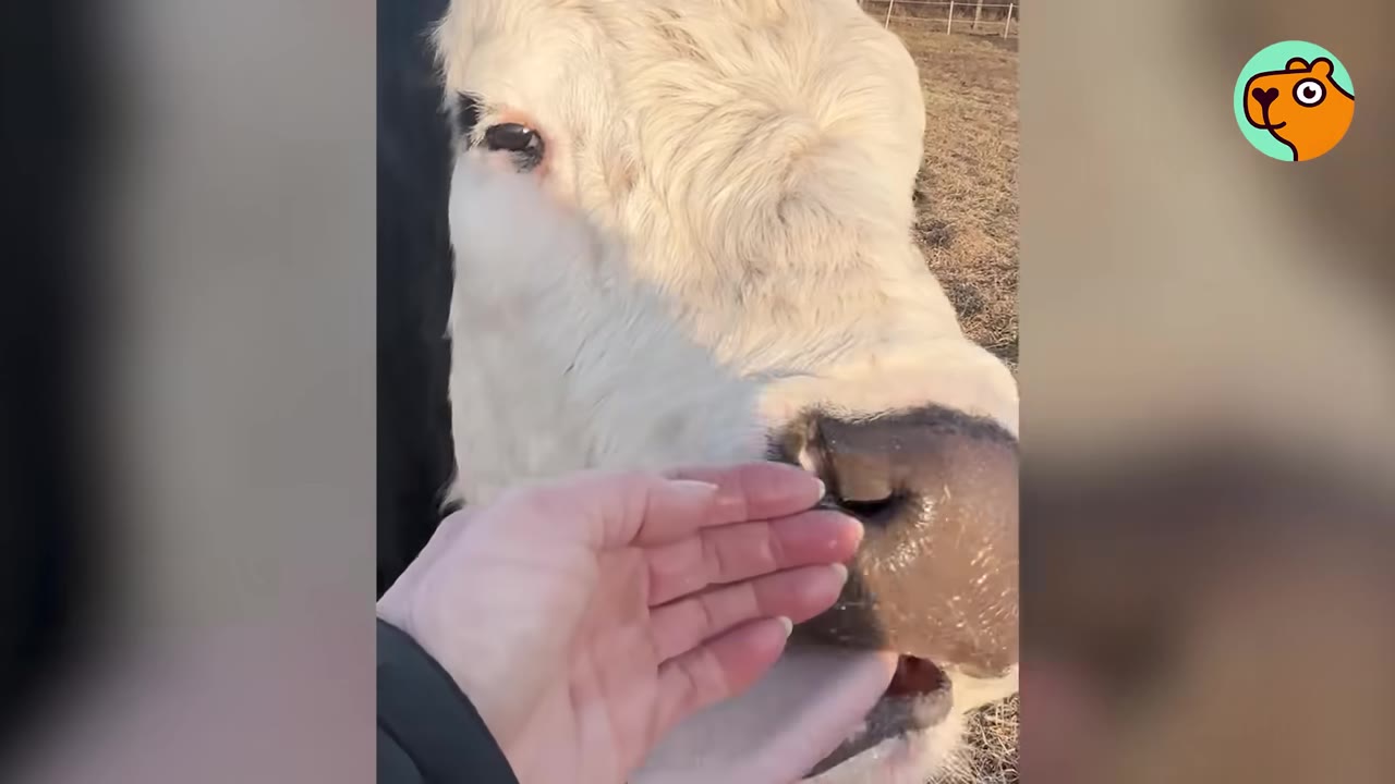 A close-up shot of a person's hand gently reaching out to pet the nose and chin of a black and white cow outdoors.