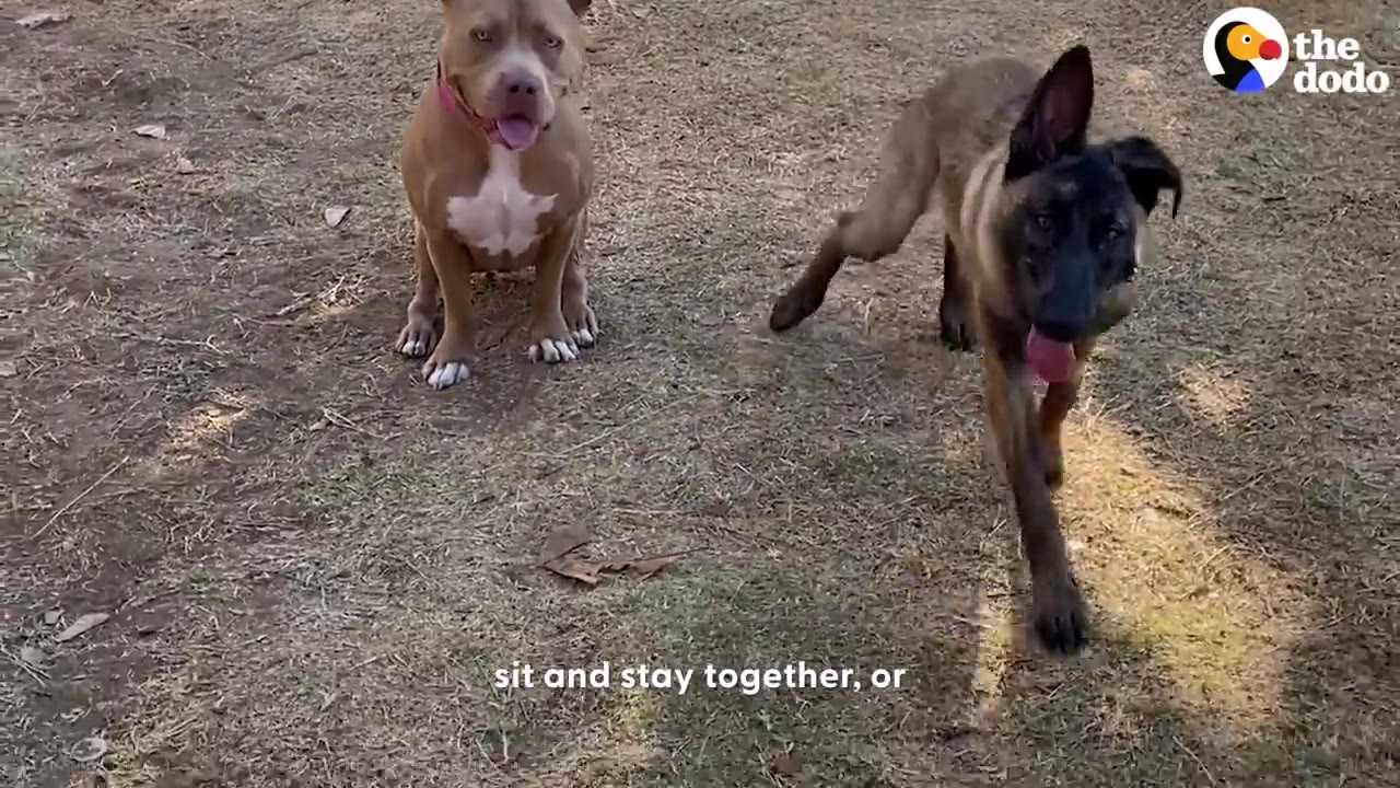 A pit bull sitting patiently on dry grass while a Belgian Malinois walks toward the camera during outdoor training.