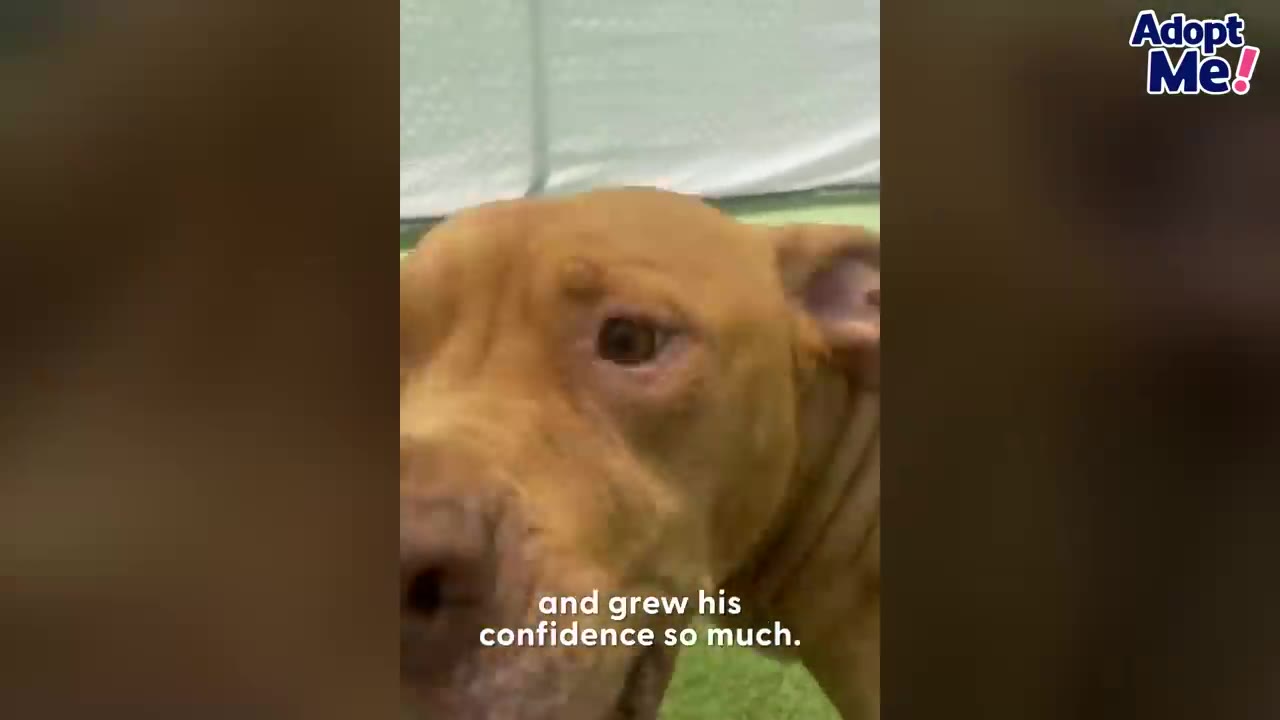 A close-up view of a brown pit bull's face looking into the camera outdoors.