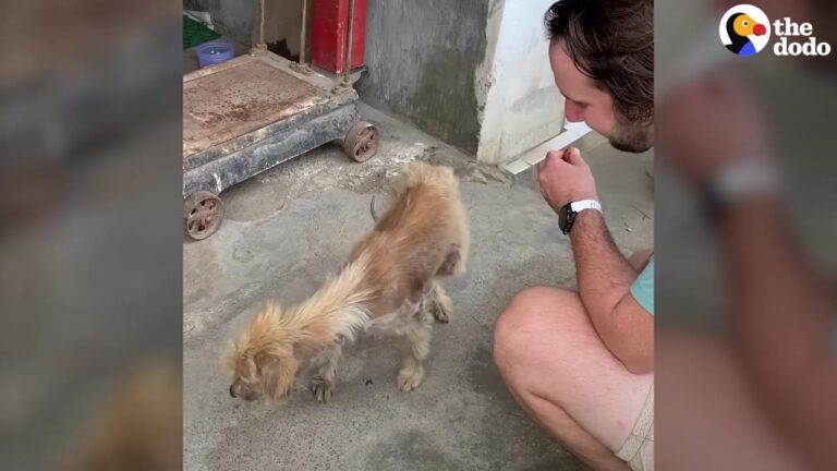 Utah Neighbors Spend Three Weeks Helping A Malnourished Stray, Then Face A Mystery When He Vanishes