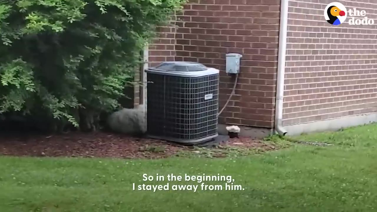 A small, fluffy white dog resting on the ground near a bush and an outdoor air conditioning unit against a brick wall.