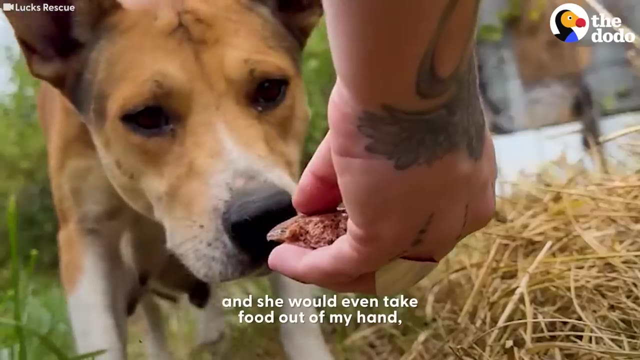 A close-up shot of a person's tattooed hand offering a piece of food to a brown and white dog who is sniffing it gently.
