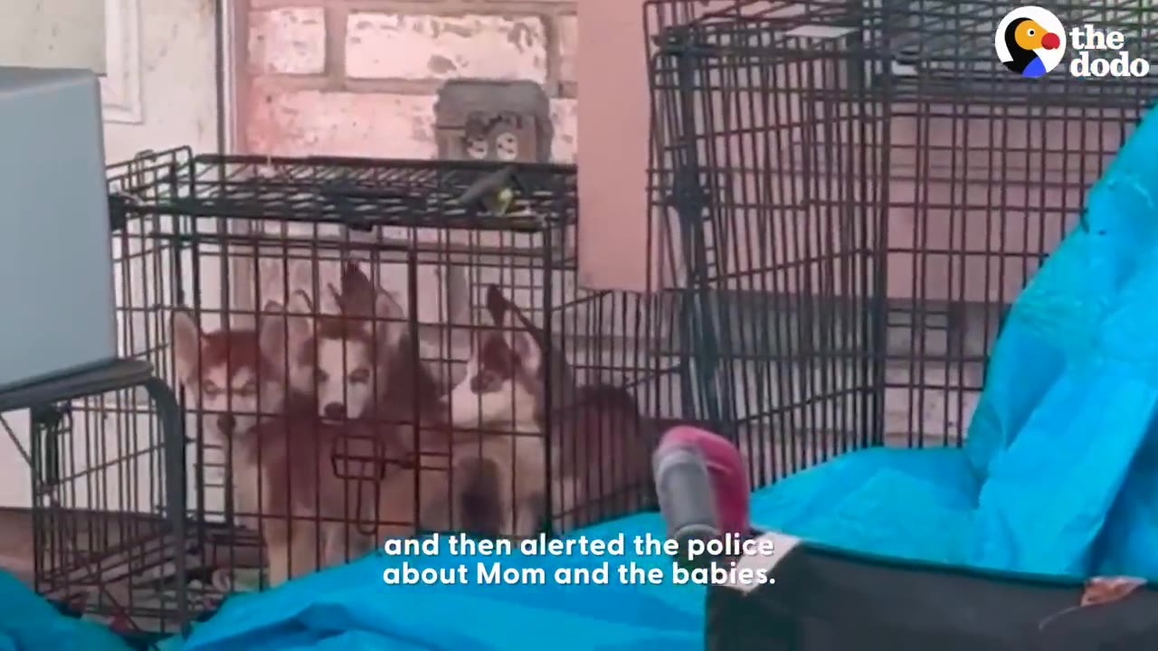 Three husky puppies look out from inside a black wire crate.