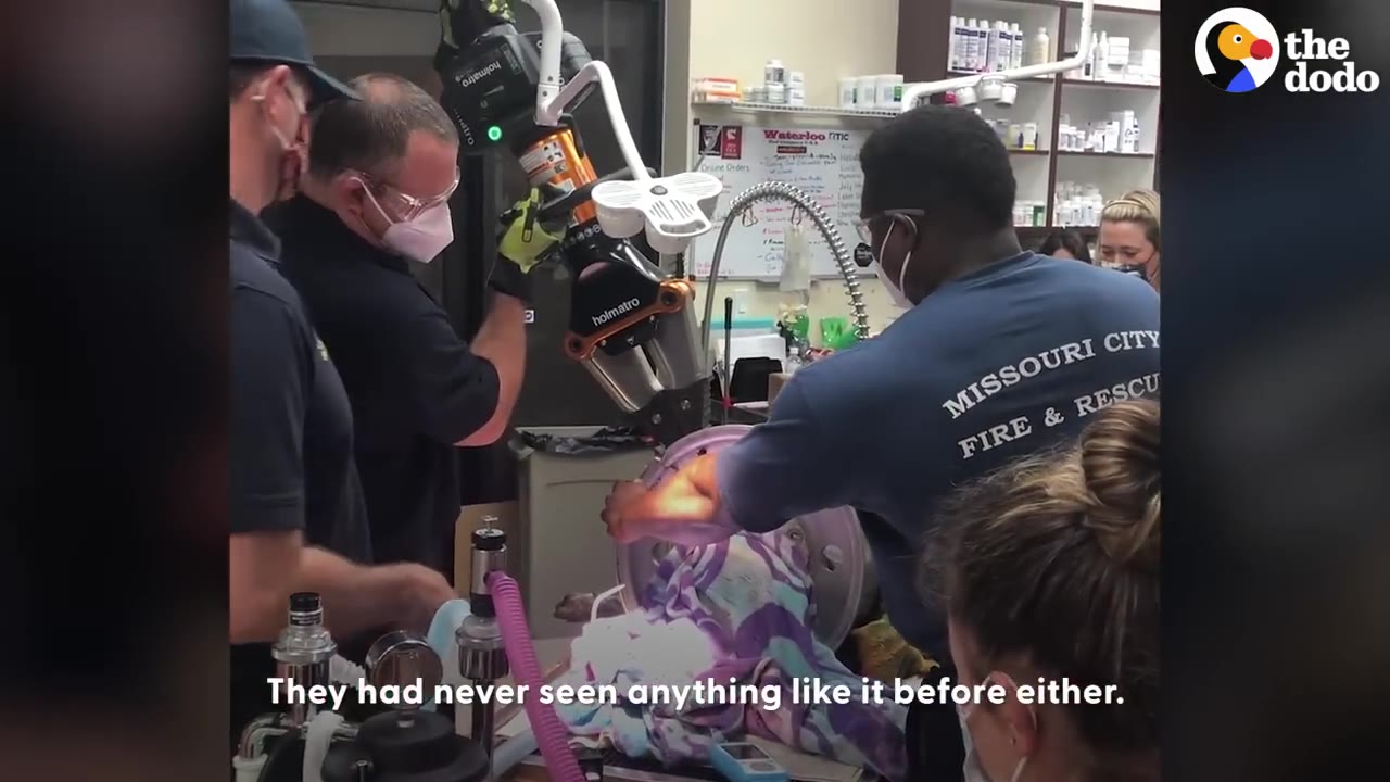 Firefighters from Missouri City Fire & Rescue use a heavy hydraulic rescue tool to carefully cut a metal tire rim off a dog's head inside a veterinary clinic.