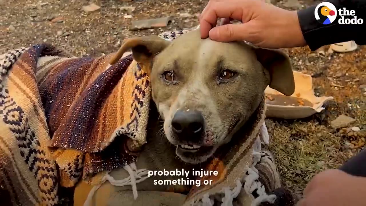 A close-up of a tan dog wrapped in a patterned blanket as a person gently rests a hand on its head.