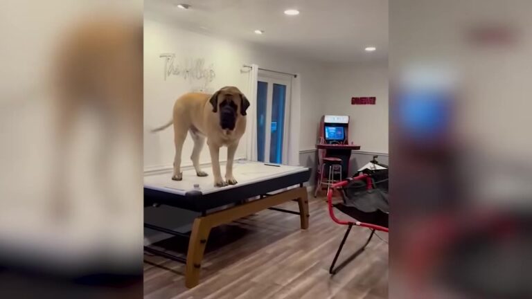 Virginia Man Thought A Second Dog Would Calm His Giant Mastiff, But He Had No Idea What He Was Starting