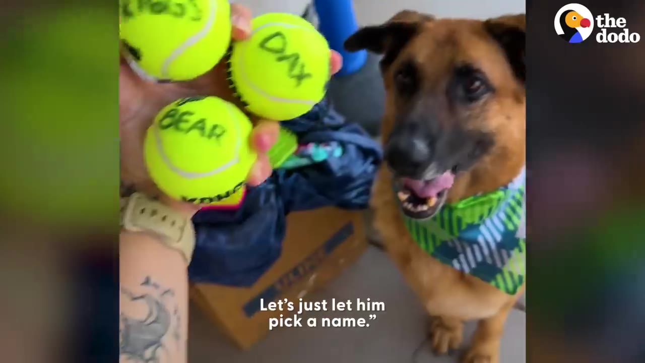 A person holding tennis balls with names like Bear and Dax written on them while a German Shepherd looks up attentively.