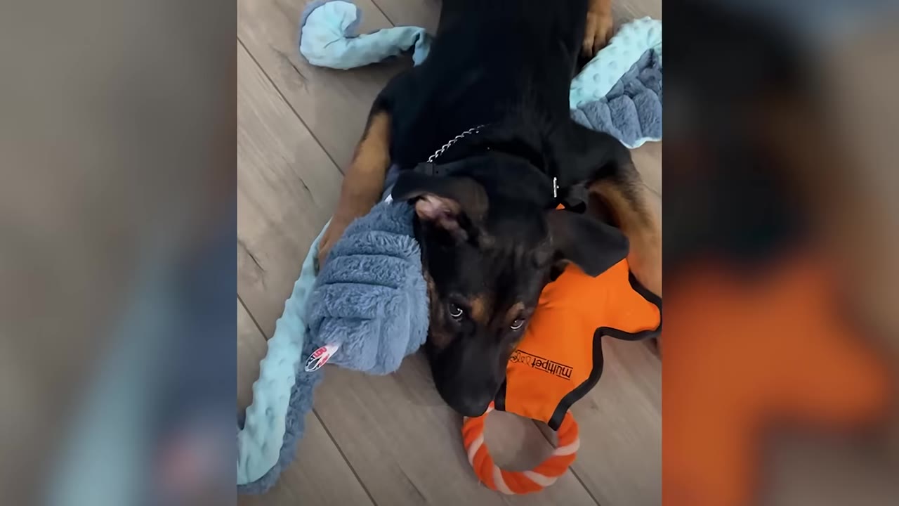 A black and tan puppy lying on a wooden floor surrounded by colorful toys, looking up at the camera.