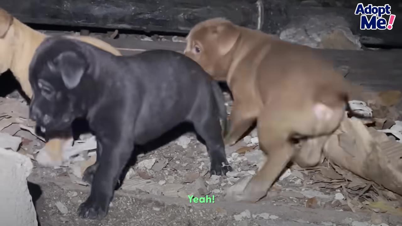 Several small puppies, including a black puppy and a light brown puppy, stand on a dusty, debris-filled ground in a dark space.