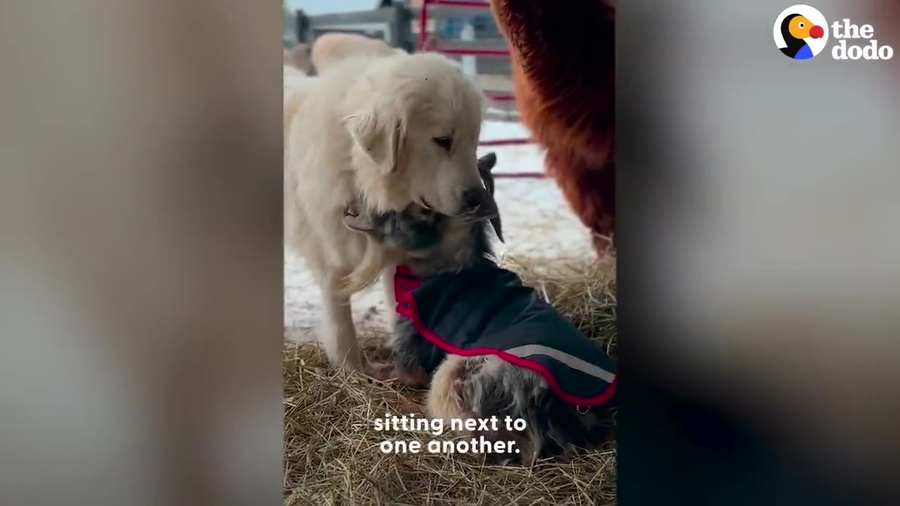 A large fluffy white dog gently rests its head against a small goat wearing a jacket in a barn with hay.