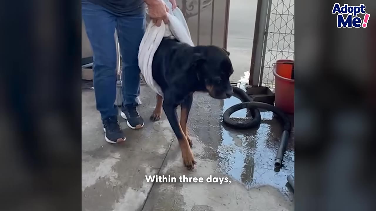 A black and tan dog being supported by a person holding a white towel under its belly as it takes steps on a concrete surface.